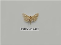 藏品(螟蛾263)的圖片